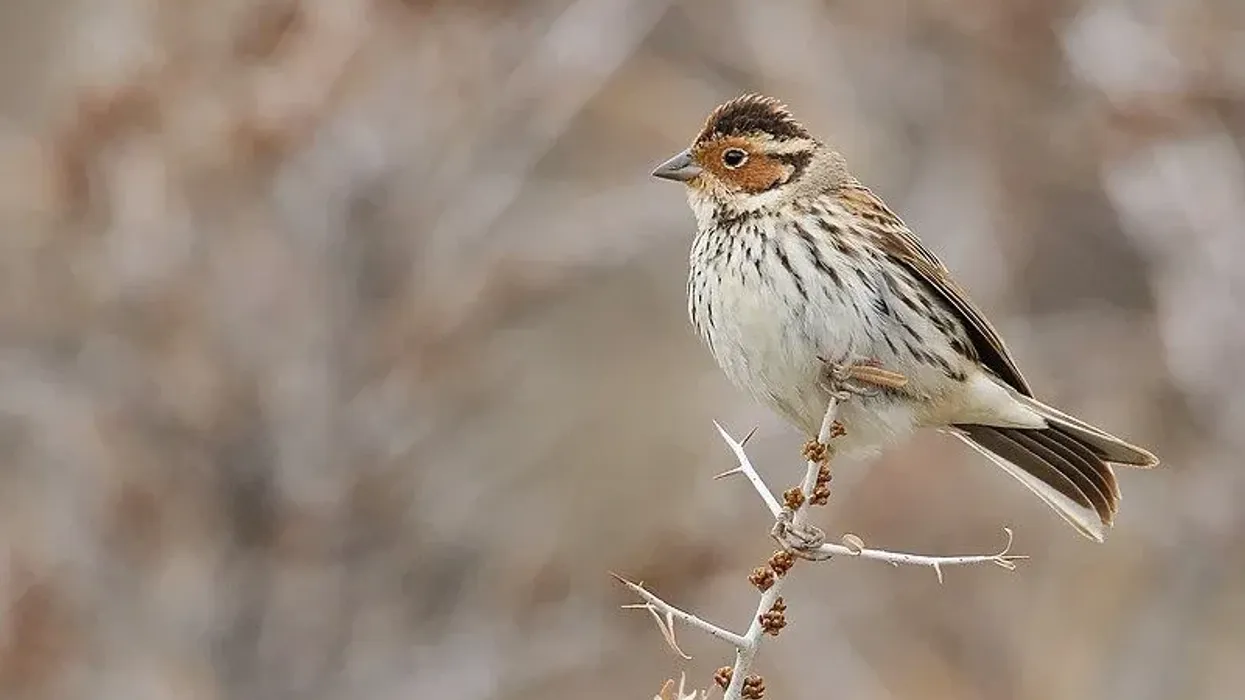 Here are some little bunting facts for you to learn.