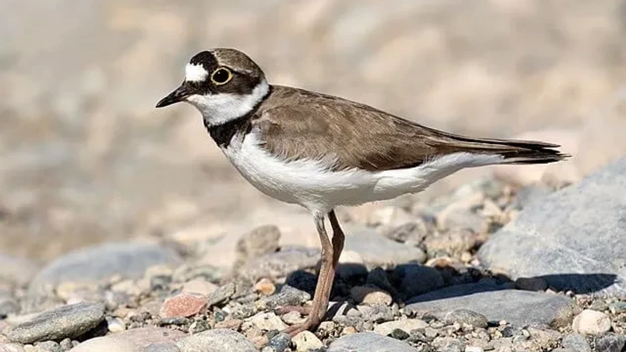 Little Rigned Plover Fun Little Ringed Plover Facts For Kids | Kidadl