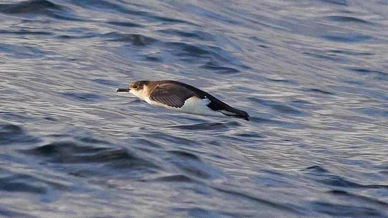 Here are some little shearwater facts that are sure to fascinate you!