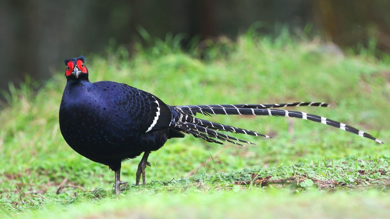 Here are some Mikado pheasant facts about the exotic and fascinating bird that is endemic to Taiwan.