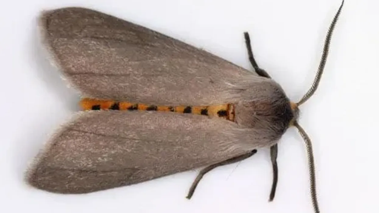 Here are some milkweed tussock moth facts if you are interested in these insects.