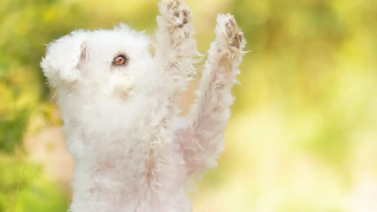 Here are some more crossbred Bolonoodle facts like training, grooming, and energy levels.)