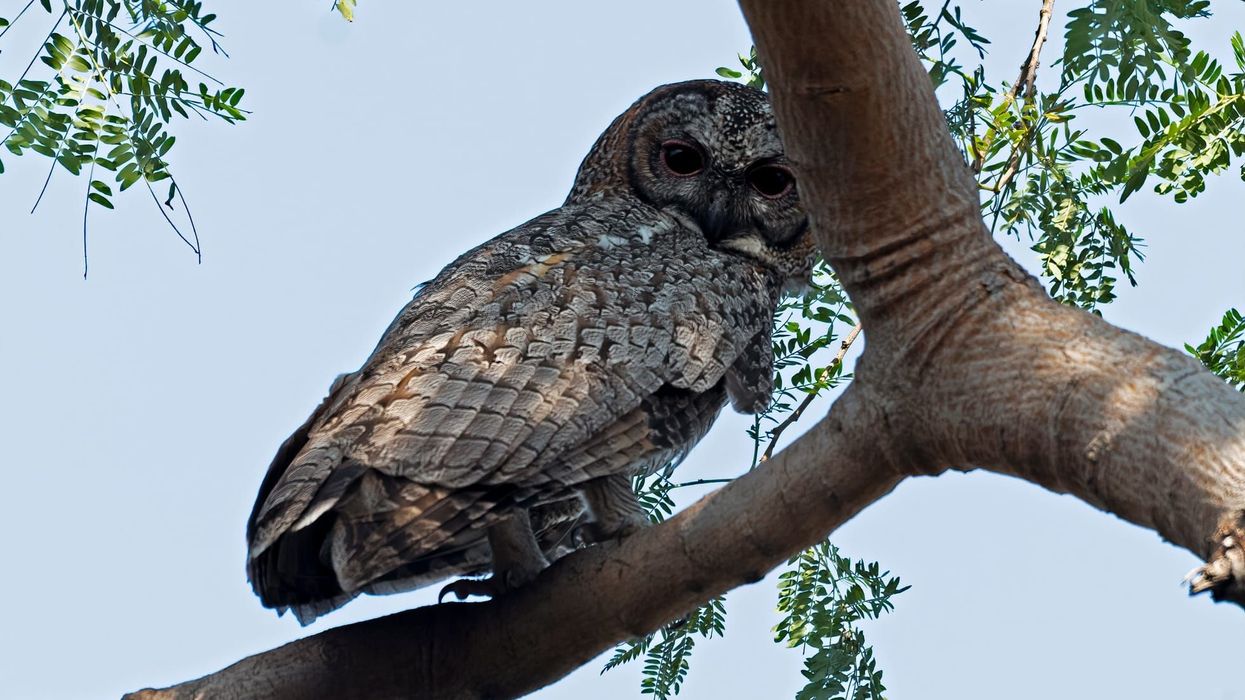 Here are some mottled wood owl facts that you're sure to love!
