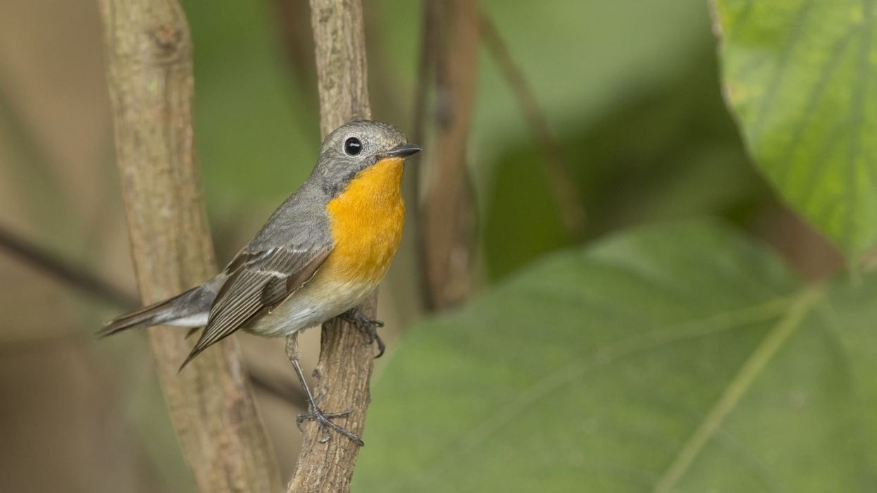 Here are some Mugimaki flycatcher facts!