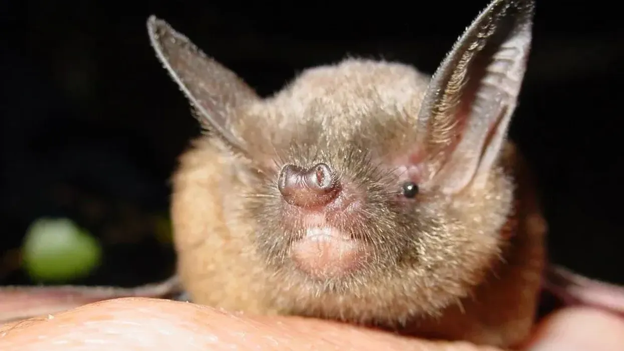 Here are some New Zealand lesser short-tailed bat facts you will love.