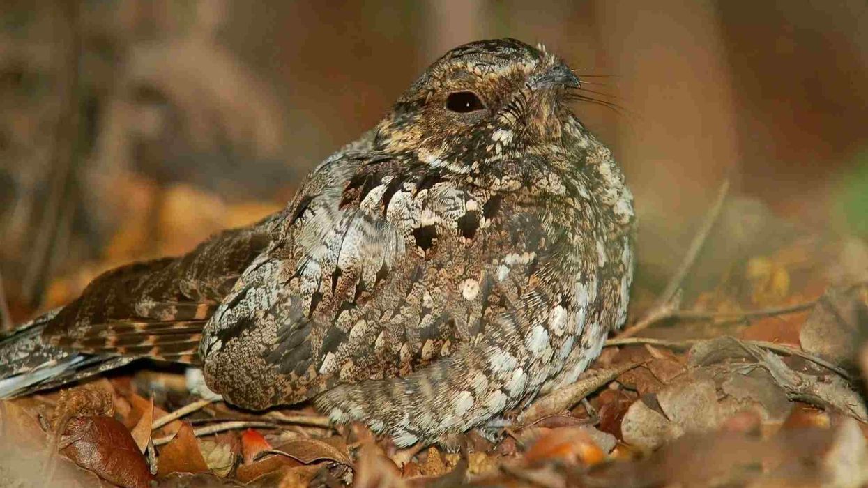Here are some nightjars facts that will amuse you.