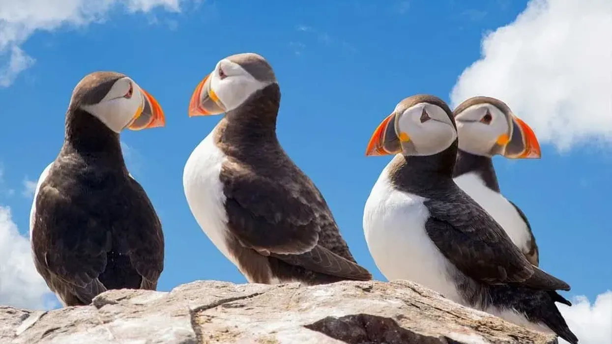 Here are some Puffin facts for you to look at