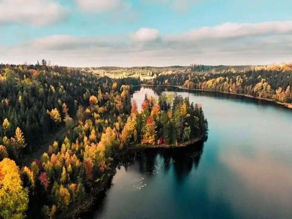 Here are some rare red pine tree facts that every nature lover will adore.