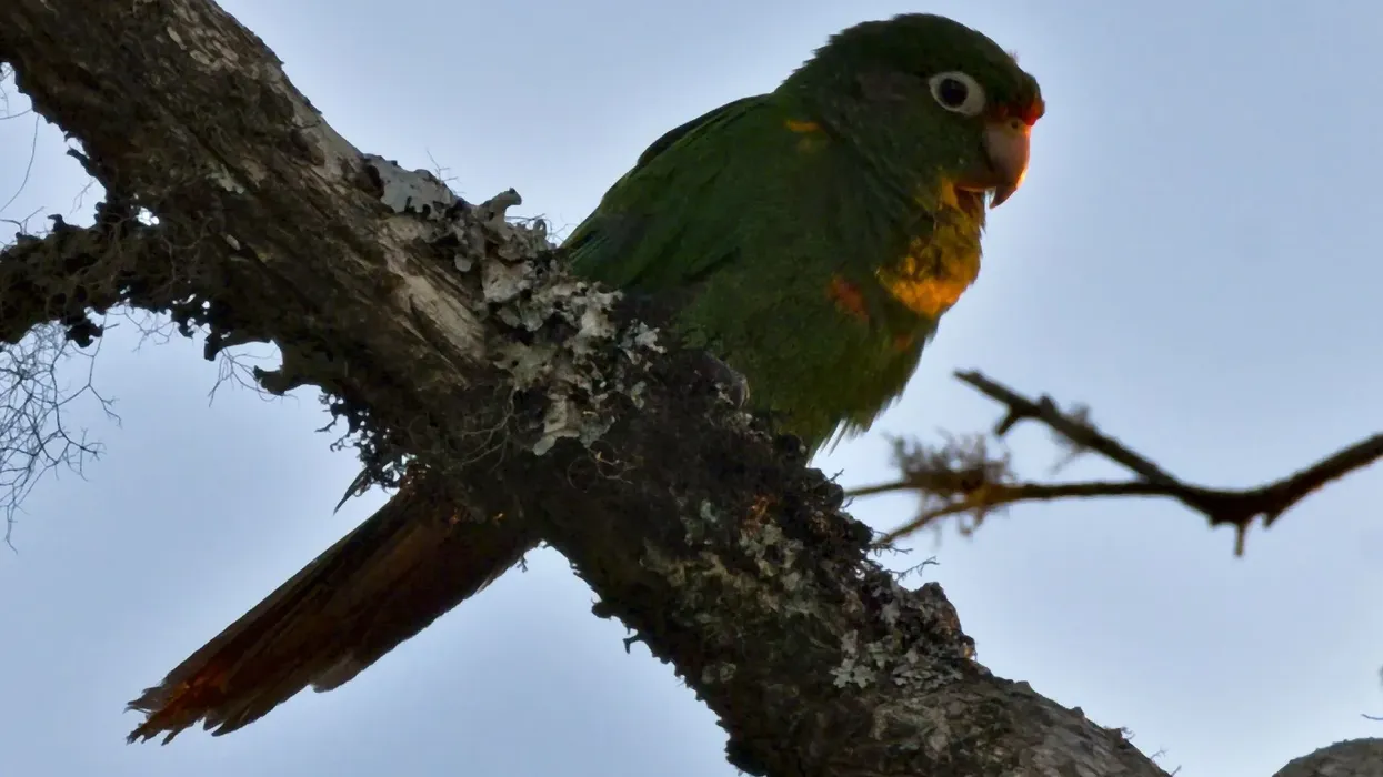 Here are some Santa Marta parakeet facts you will love!