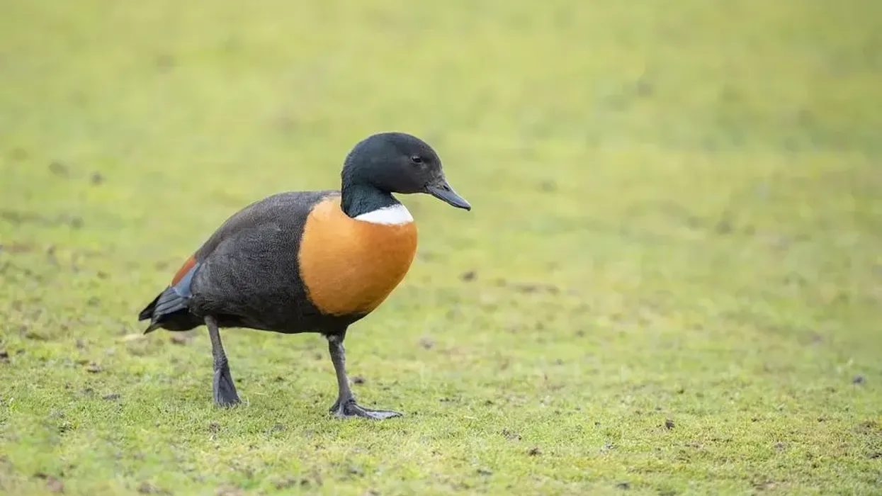 Here are some shelduck facts that you will love reading.