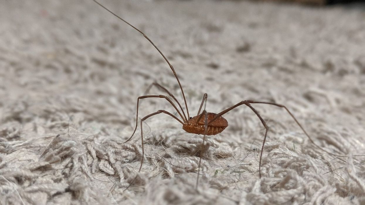 Here are some surprising Harvestman facts.
