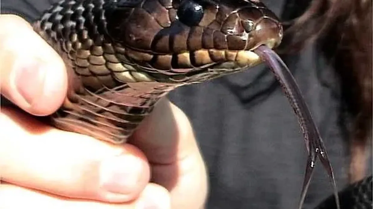 Here are some Texas indigo snake facts about the subspecies of the indigo snake species.