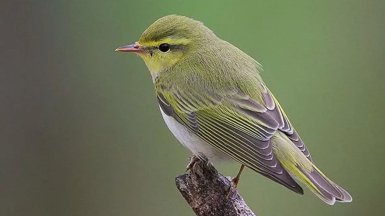 Here are some wood warbler facts.