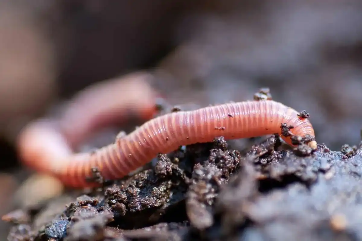 Here are some worms facts for you to enjoy