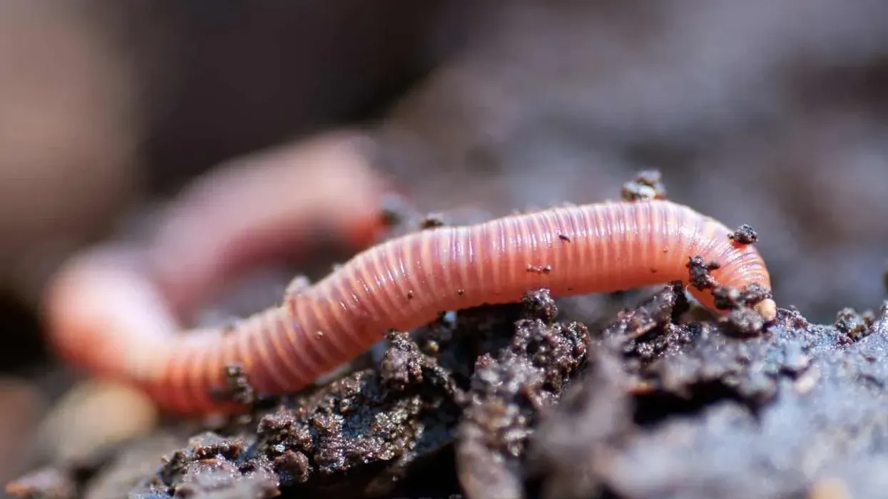Here are some worms facts for you to enjoy