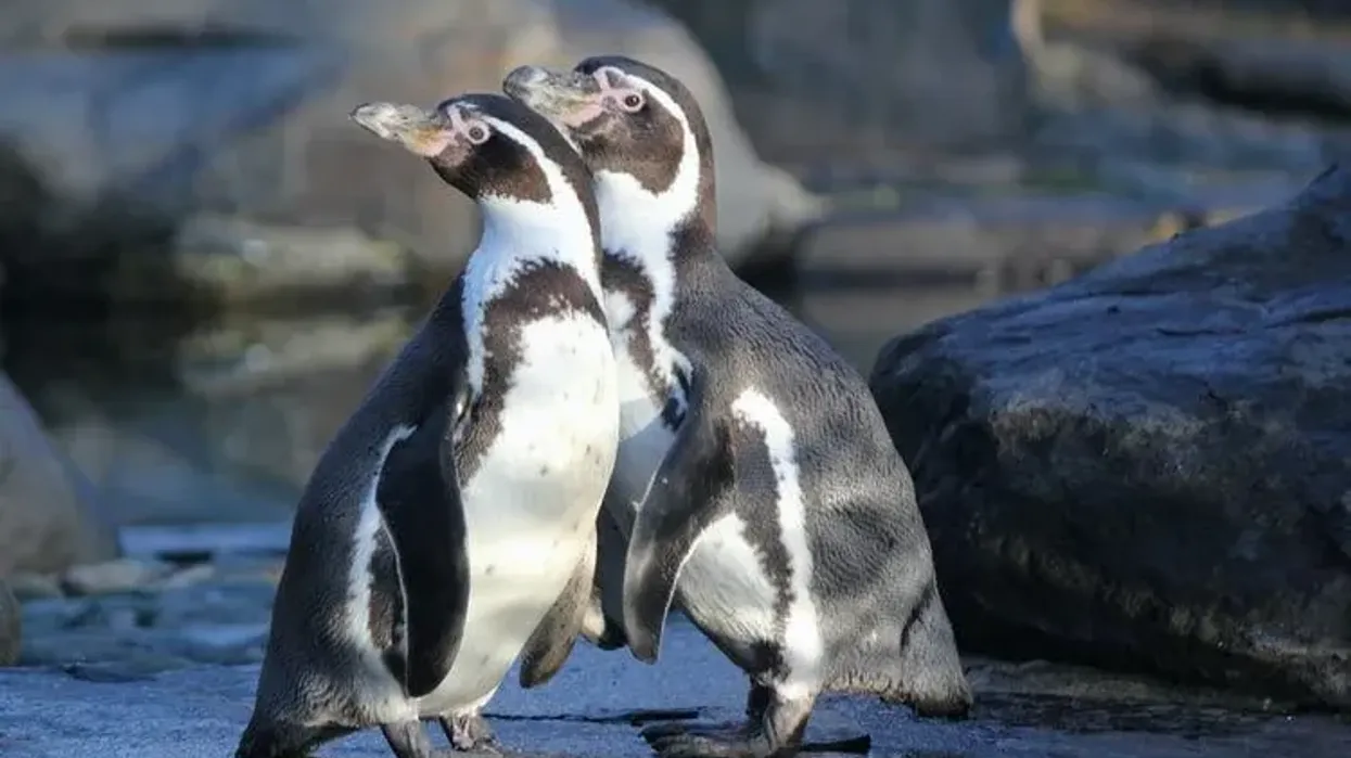 Here are the Humboldt penguin facts for you to read