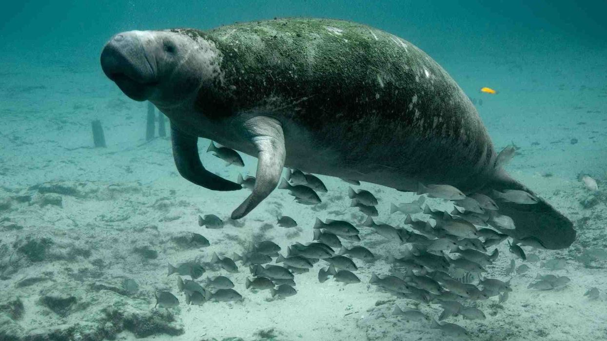 Here are West Indian manatee facts for kids about this endangered species.