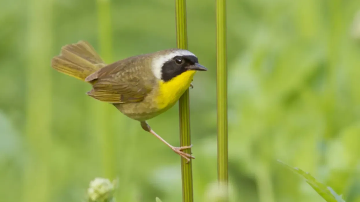 Here is the bird guide containing interesting common yellowthroat facts.