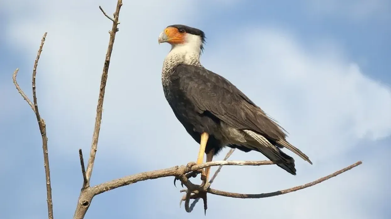 Here's a list of interesting crested caracara facts.