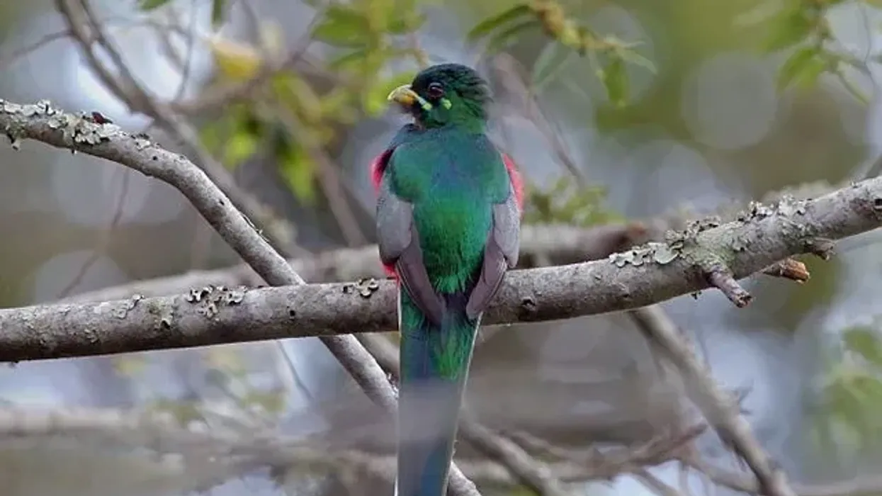 Here's some interesting and fun narina trogon facts for your perusal.