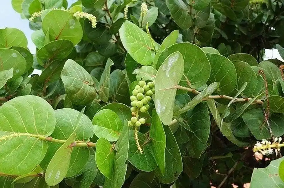Here, you will find some sea grape facts that we bet you didn't know before.