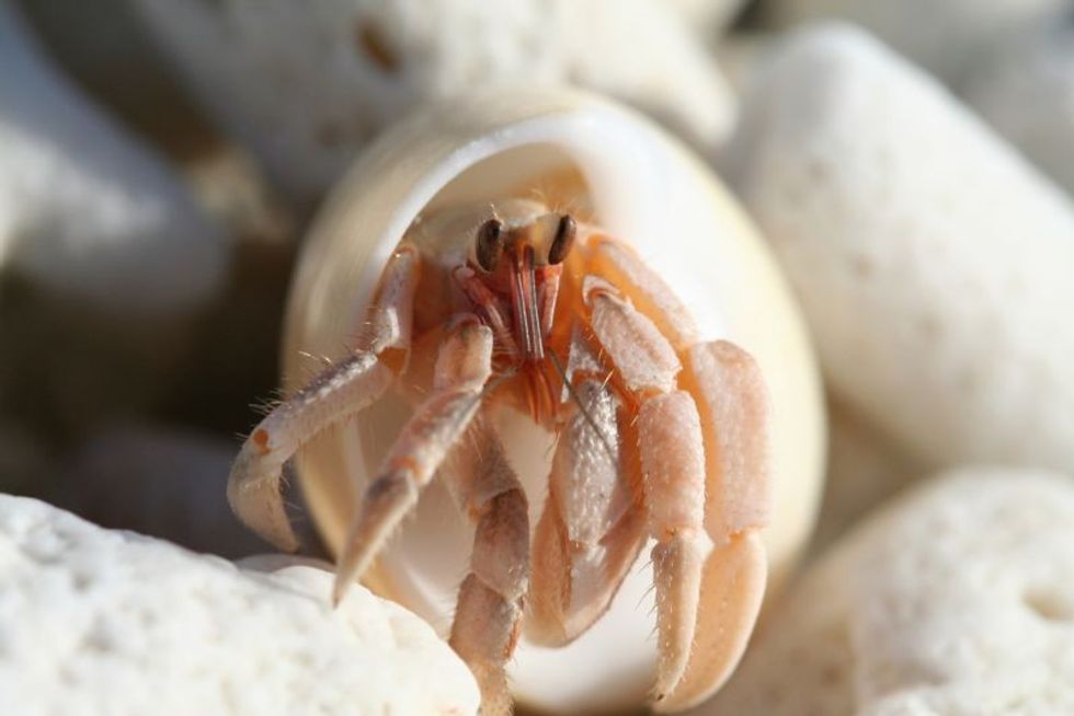 Hermit crab on rocks