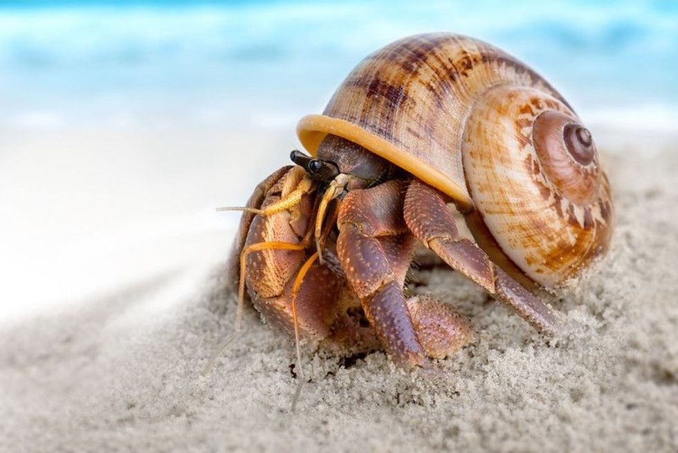 Hermit crab on the beach sand.