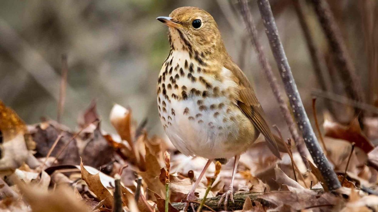 Hermit thrush facts about the bird who has a melodious singing voice.