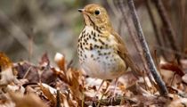 Fun Hermit Thrush Facts For Kids | Kidadl