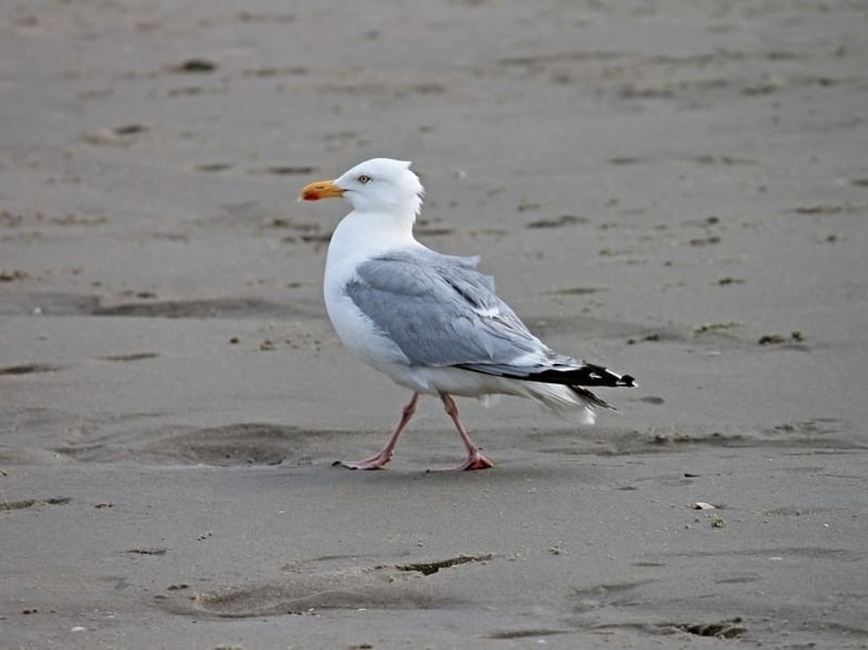 Fun Herring Gull Facts For Kids Kidadl