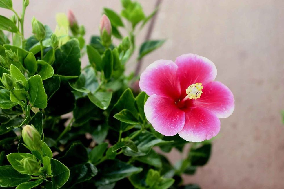 Hibiscus is popularly known as pua aloalo or ma'o hau hele in the Hawaiian language.