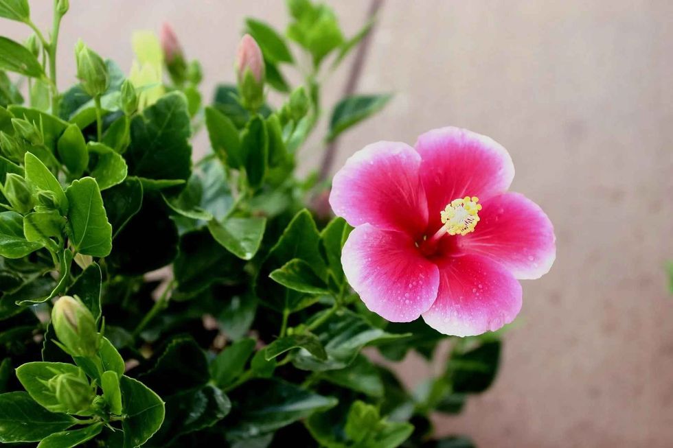 Hibiscus is popularly known as pua aloalo or ma'o hau hele in the Hawaiian language.