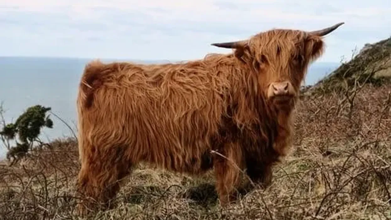Highland cattle facts about the oldest registered cattle in the world.