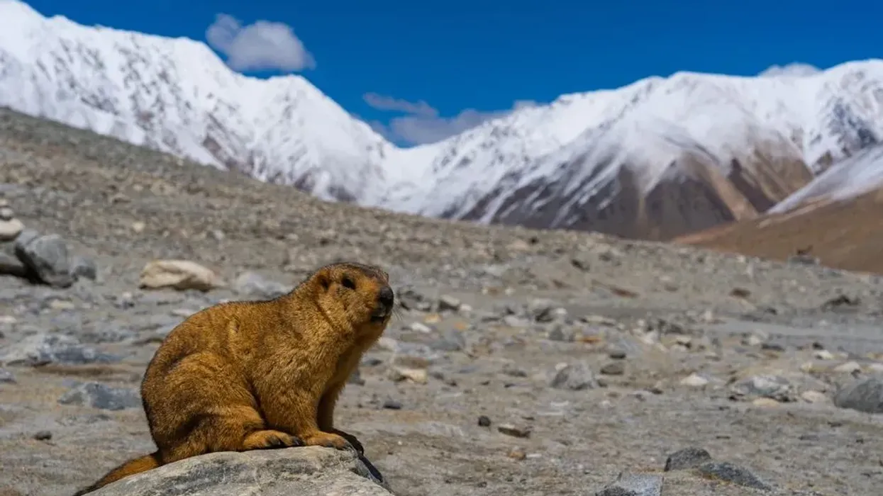 Himalayan marmot facts about the animal inhabits alpine grasslands.