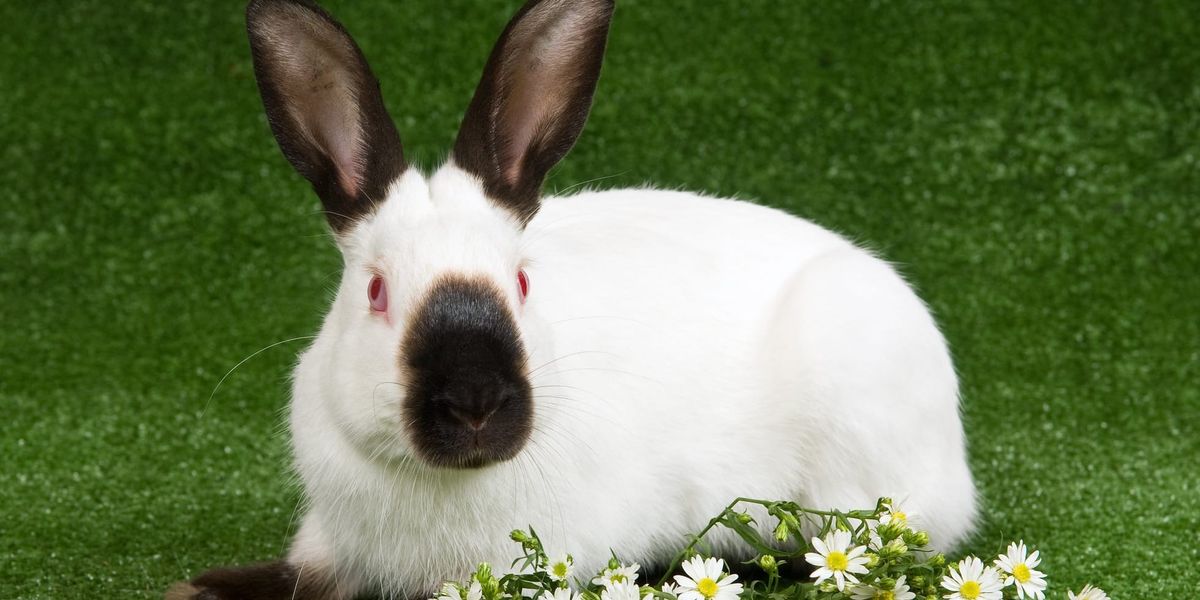 Fun Himalayan Rabbit Facts For Kids | Kidadl