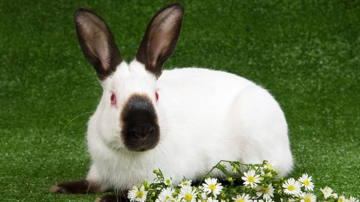 Himalayan rabbit facts shed light on this cute rabbit breed