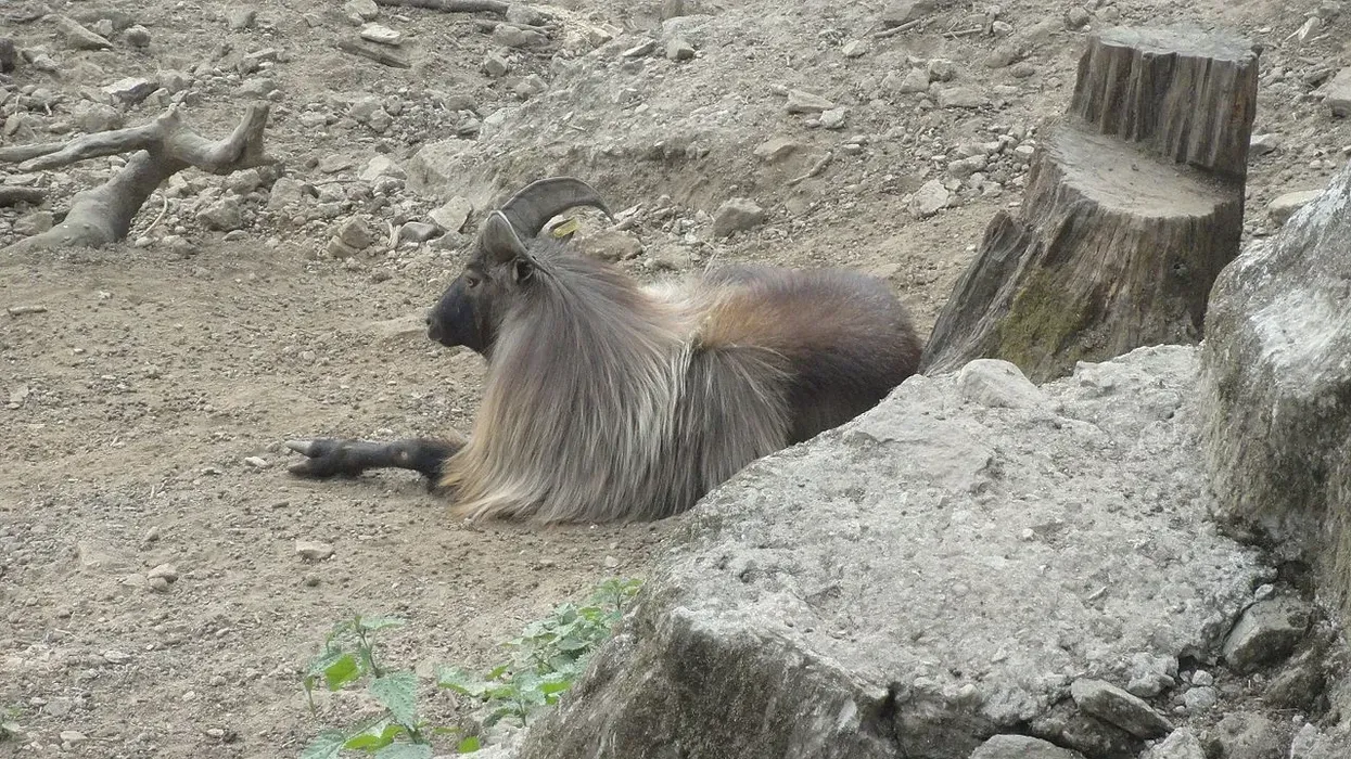 Himalayan tahr facts about the near threatened species facing habitat loss.
