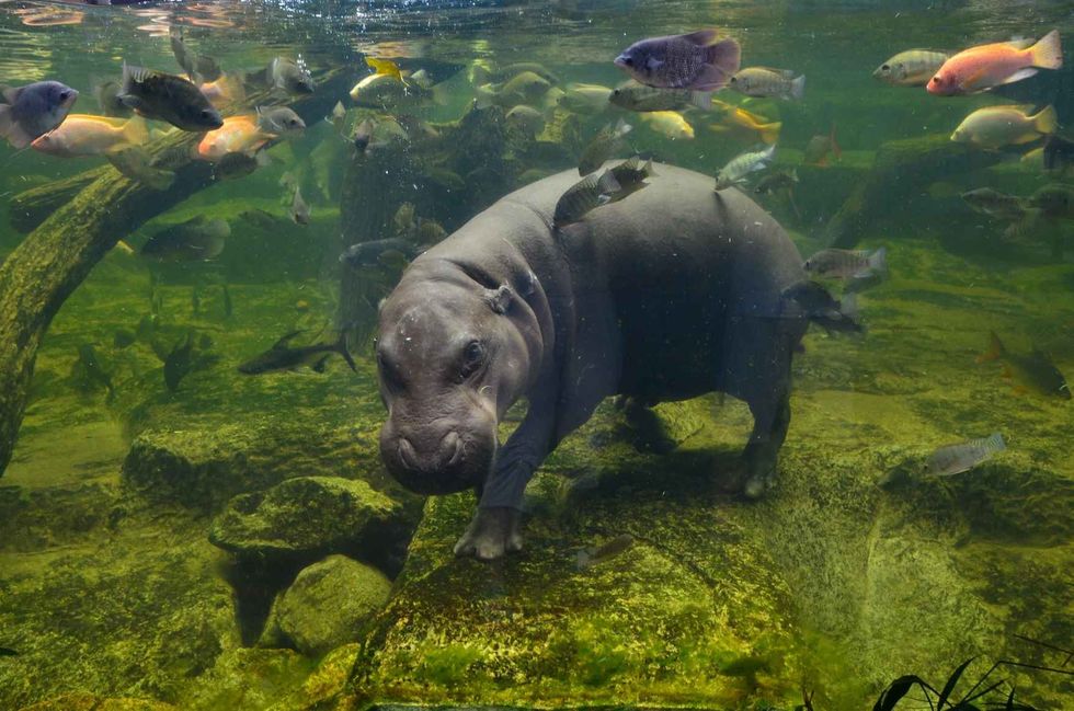 Hippo swimming underwater