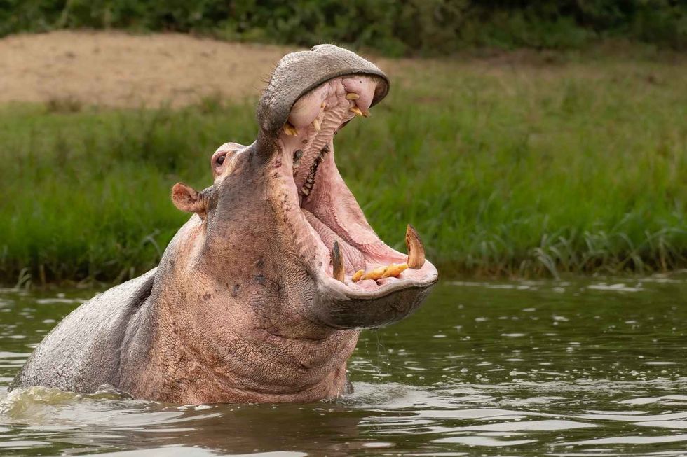 hippo with a wide open mouth displaying dominance
