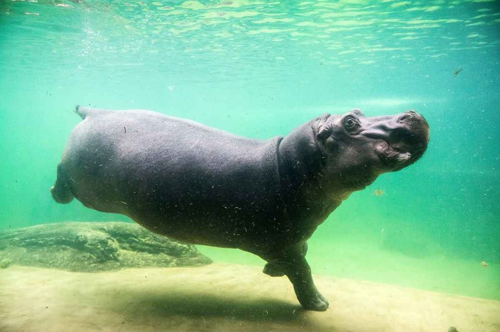 Hippopotamus swimming in water 
