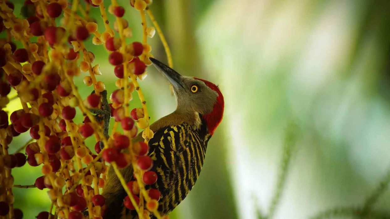 Hispaniolan woodpecker facts for kids are educational!