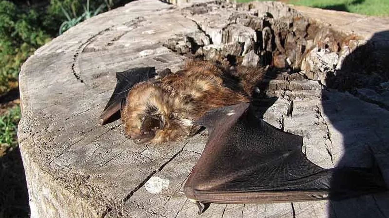 Hoary bat's main habitat is in forests of Pacific Northwest