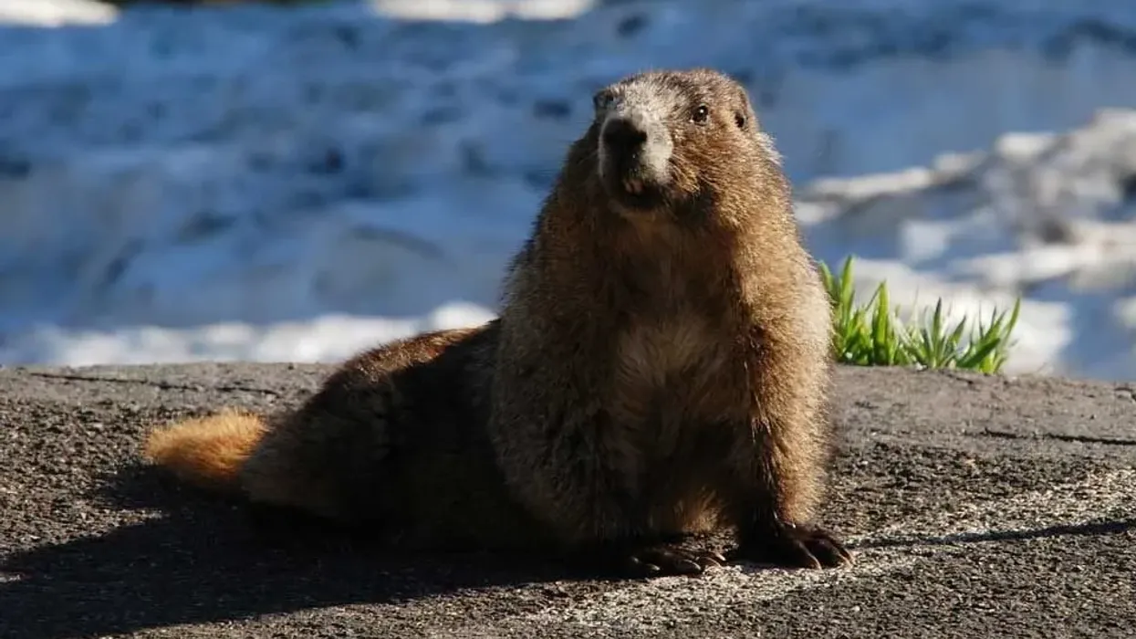 Hoary marmot facts about a North American rodent.