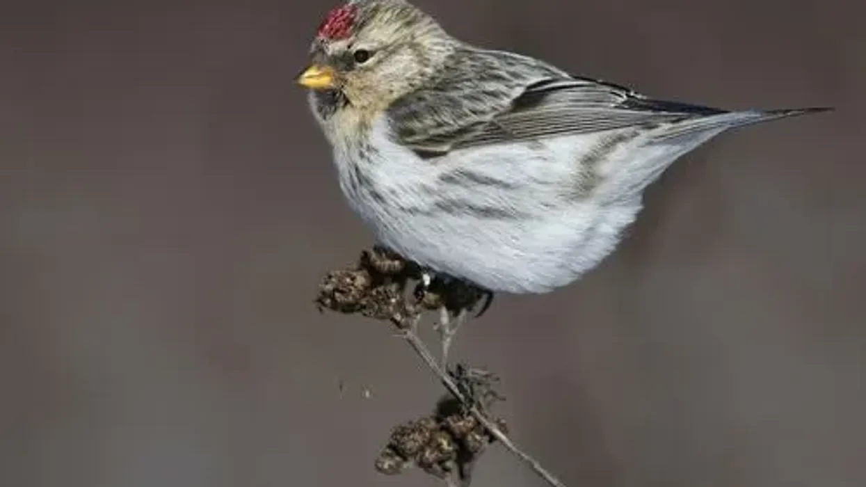 Hoary redpoll facts are delightful.
