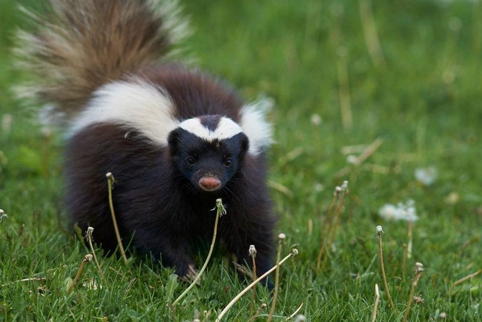 Hog nosed skunk on grass