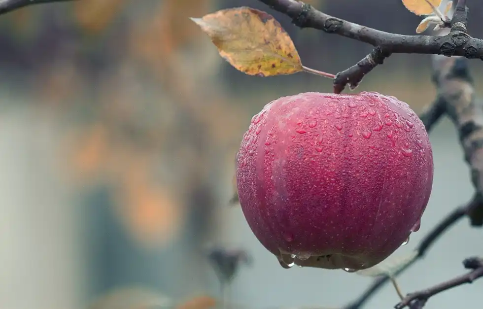 Hokuto apple facts talk about the Japanese crossbred variety of apples and this variety grow.