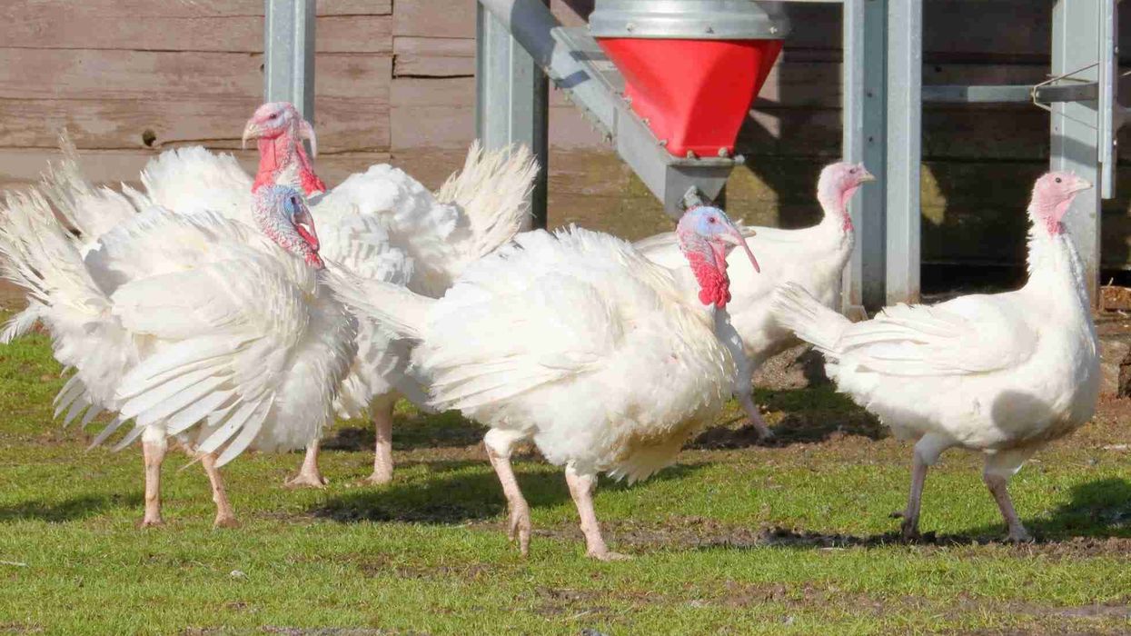 Holland turkey facts share deeper insight into the rare, Dutch white-feathered birds.