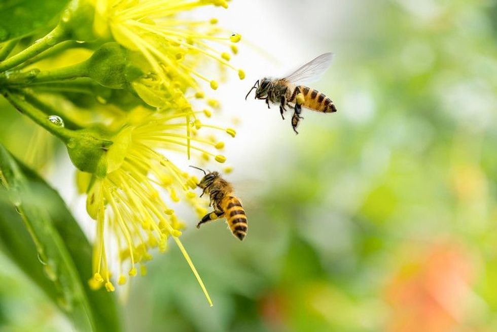 Honey bee sitting on a flower - Nicknames