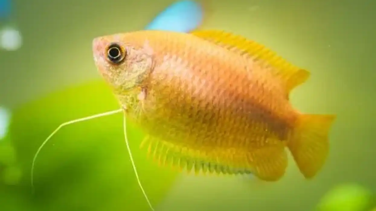 Honey gourami facts talk about the nature of the fish.