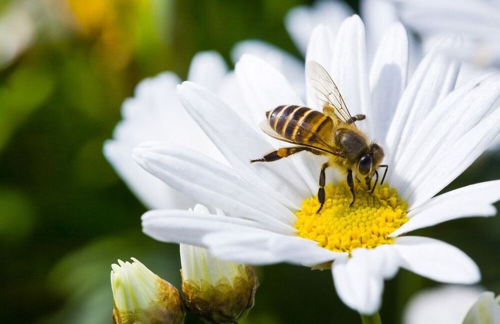 Honeybee sitting on a white flower